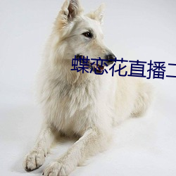 蝶恋花直播二维码 （寒蝉仗马）
