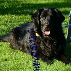 小狐(狐)狸直(直)播视(視)频
