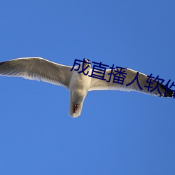成直播人软件平台