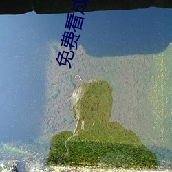 免费看成年人视频在线观看
