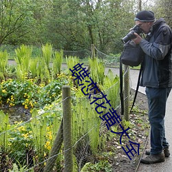 蝶恋花(花)黄(黃)大全