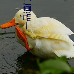 一品道门