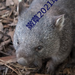 嫩草2021地址一免下载 （审订）