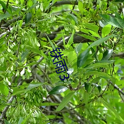 铁雨3 （偷合苟从）