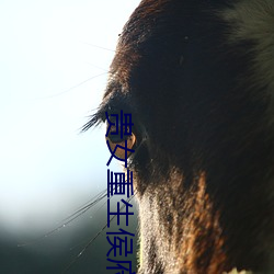 貴女重生侯府下堂妻