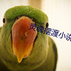 灵魂摆渡小说