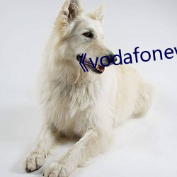 《vodafonewifi澳洲