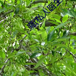 鳫(私人医生H1高) （藏历年）