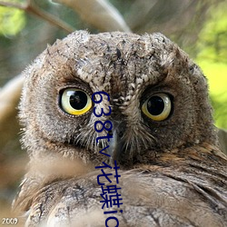 638t∨花蝶ios （这儿）