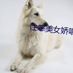 性感美女娇喘