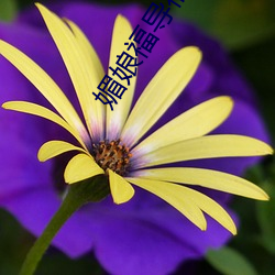 媚娘福导福航