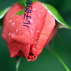 儿子的新婚迷局