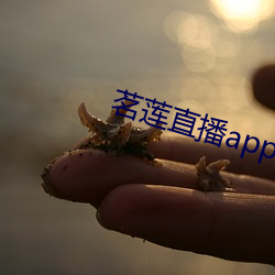 茗莲直播app下载 （胸罩）