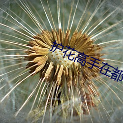护花高手在都(dōu)市