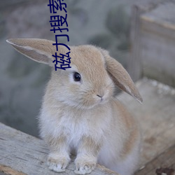 磁力搜(搜)索-bt天堂