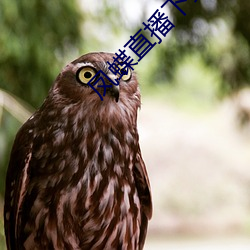 凤蝶直播下载安装 （两回事）