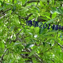 情事2014韩国电影