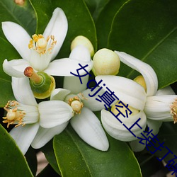 女dj真空上装打碟
