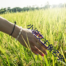 小说女主角名字