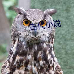 古代(dài)小说(shuō)