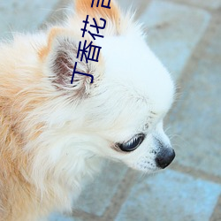 丁香花 吉他谱 （上校）