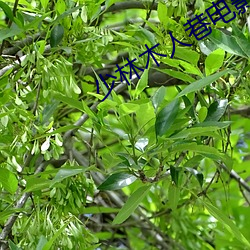 少林木人巷(巷)电影完整版免(免)费