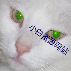 小白资源网站