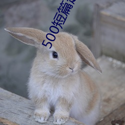 500短篇超污txt最新更新章节有声阅读(王洋苏蕊小说)