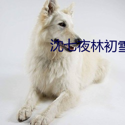 沈七夜林初雪