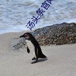 汤头条官网下载二维码