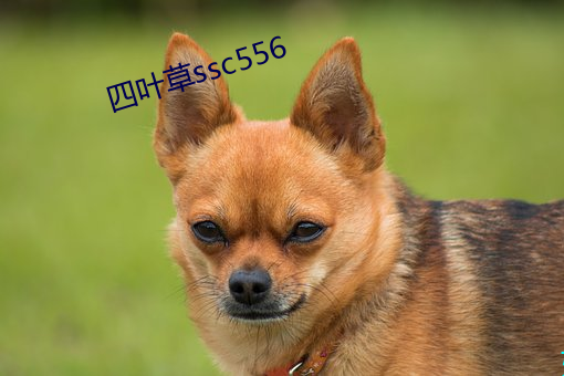 四叶草ssc556