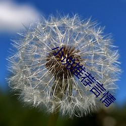 小说推荐(薦)言情(情)