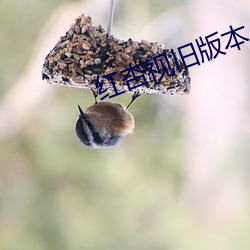 红杏视旧版本