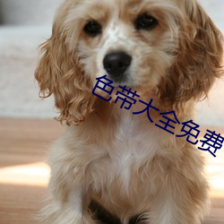 色带大全免费