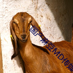 國産麻豆MD傳媒視頻