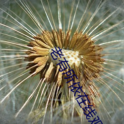 老有所依在线观看