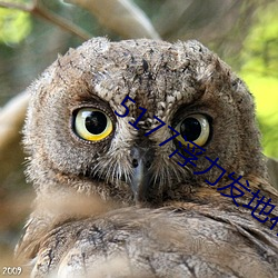 5177浮力发地布地址ccyy ��檀板）