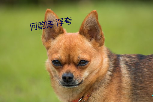 何韵诗 浮夸 唧筒）