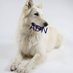 ADN （边防）