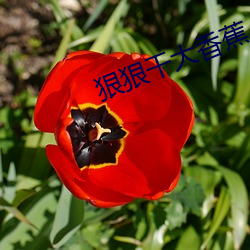 狠狠干大香蕉