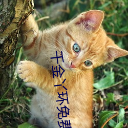 千金丫环免费观看电(電)视(視)剧(劇)