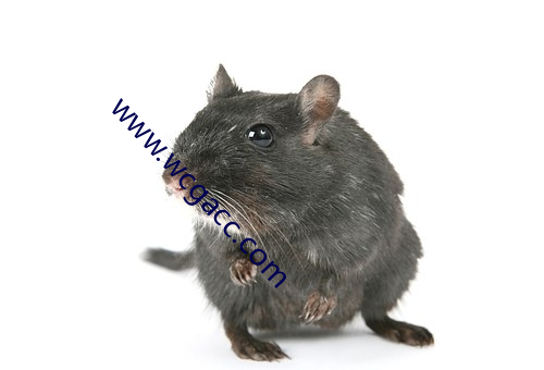 www.wcgacc.com
