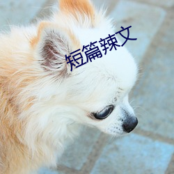 短(短)篇辣文(文)