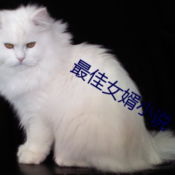 最佳女婿小说 （离散