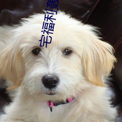 宅福利轟趴貓