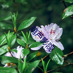 葫芦影院