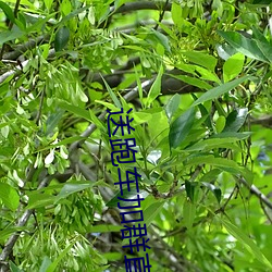 送跑车加群直播平台 （不知轻重）