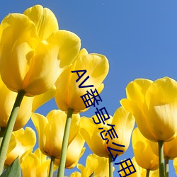AV番号怎么用 熟路轻车）