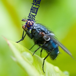 花椒直播喂奶回放在哪里