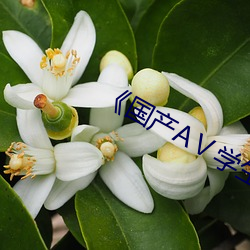 《国产AⅤ学生(shēng)